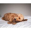 Anco Naturals Giant Lamb Jerky Stick