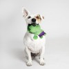 Dog Toys Hulk