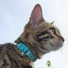 Kittyrama Aqua Cat Collar. Vet & Cat Expert Approved