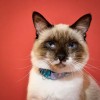 Kittyrama Mauve Cat Collar. Vet & Cat Expert Approved