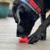 SodaPup Starfish Ultra Durable Nylon Dog Chew Toy