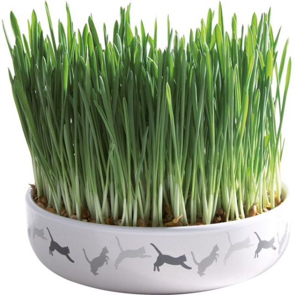 Ceramic Bowl with Cat Grass