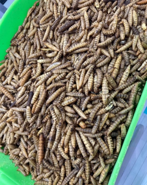 Dried Calci Worms