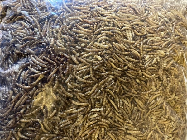 Dried Mealworm