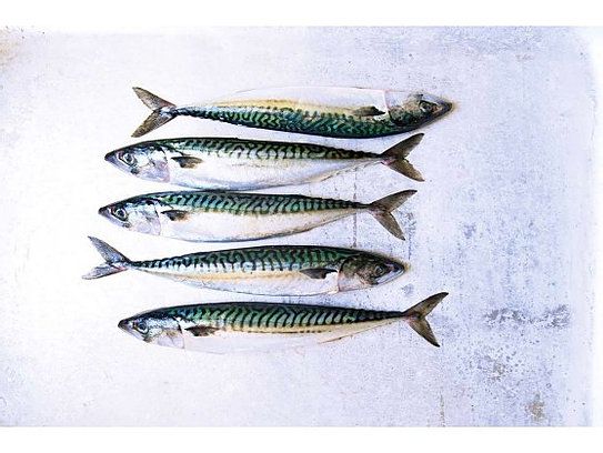 Mackerel