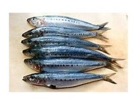 Sardines